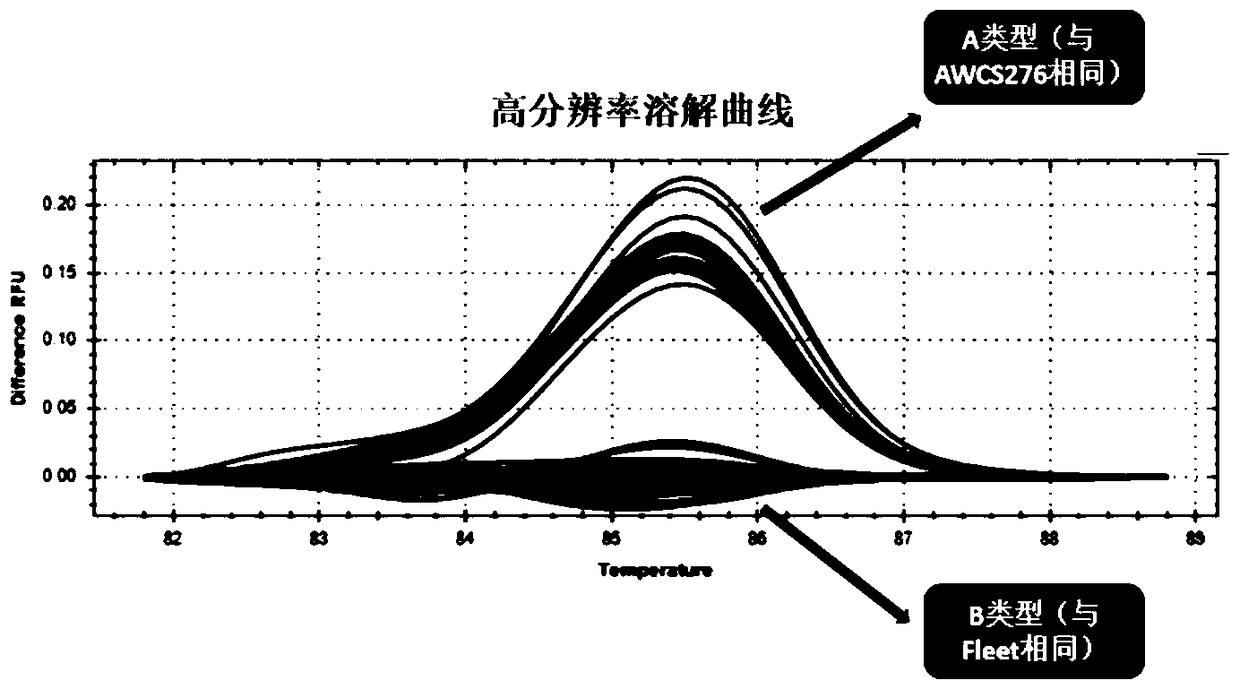 A molecular marker hrm1 of barley grain length gene lkl1 and its application