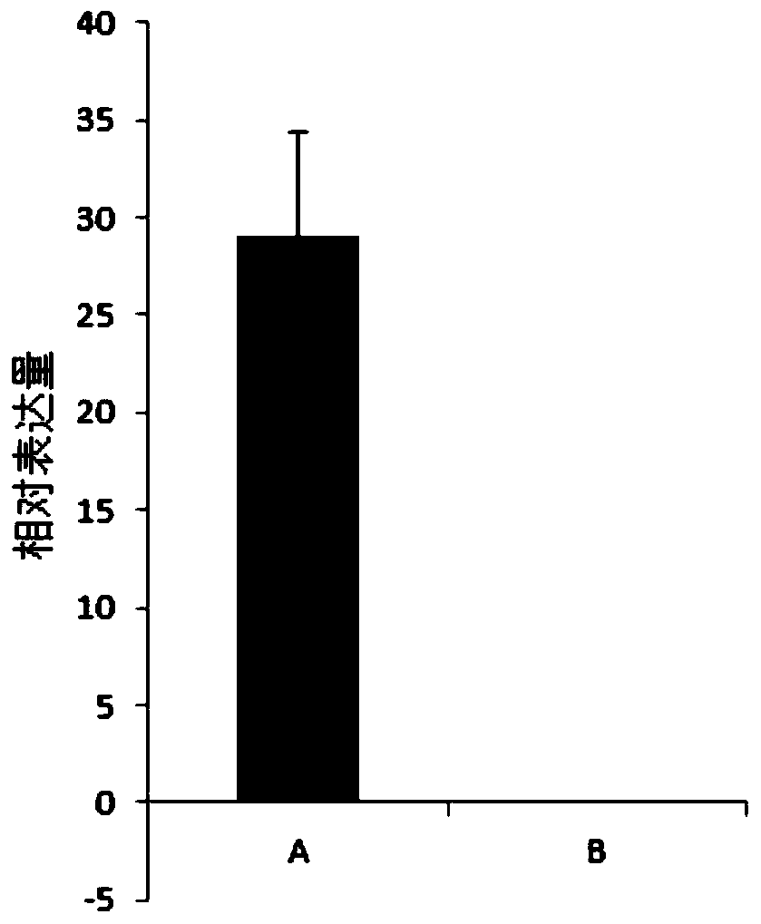 Method for identifying self-compatibility of diploid potato