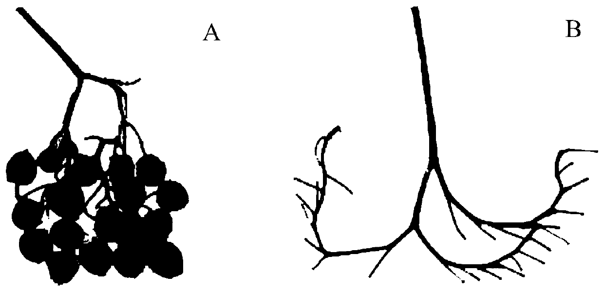 Method for identifying self-compatibility of diploid potato