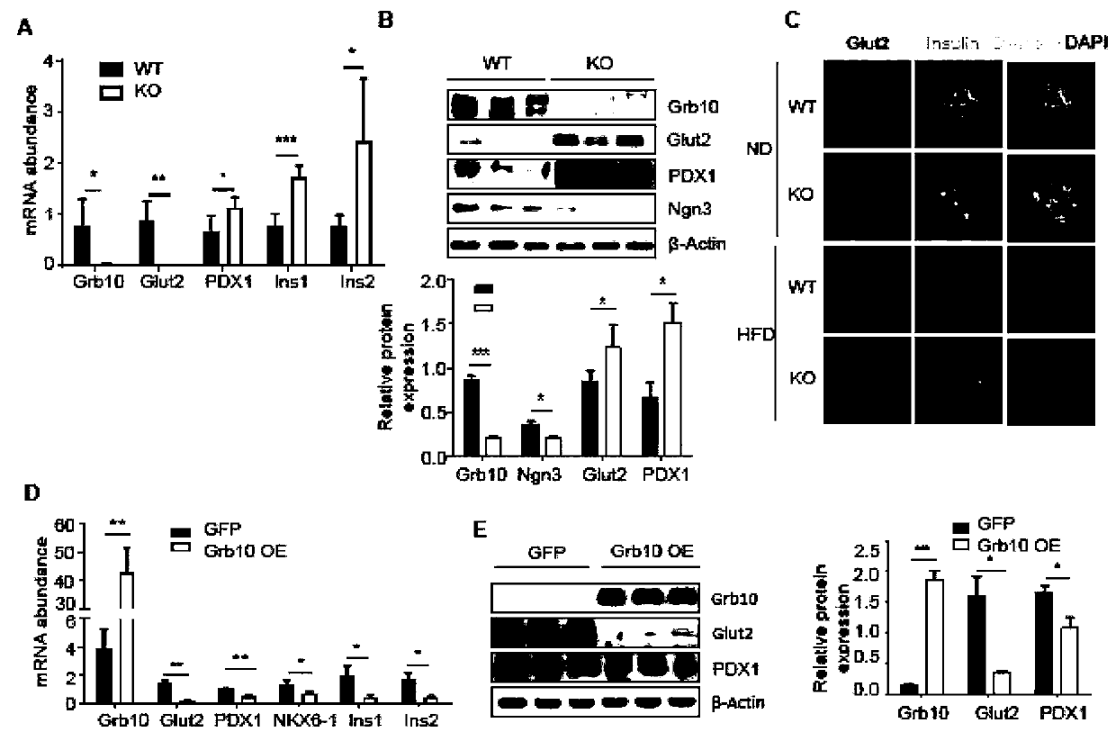 Application of Grb10 as key negative regulation factor of beta cell dysfunction