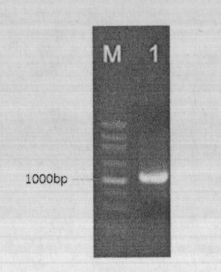 Vitreoscilla hemoglobin gene expression box and method for improving yield of saccharifying enzyme produced by aspergillus niger