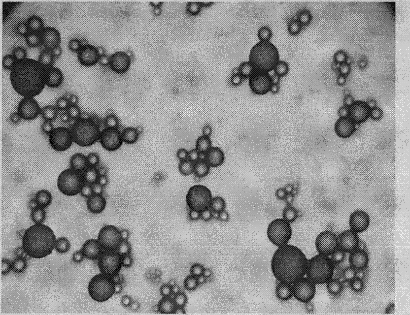 Preparation method for ivermectin sustained-release gelatin microcapsule