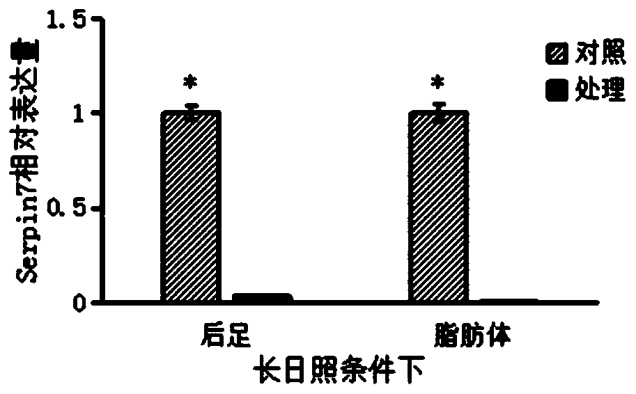 Migratory locust serine protease inhibitor 7 and coding gene and application thereof