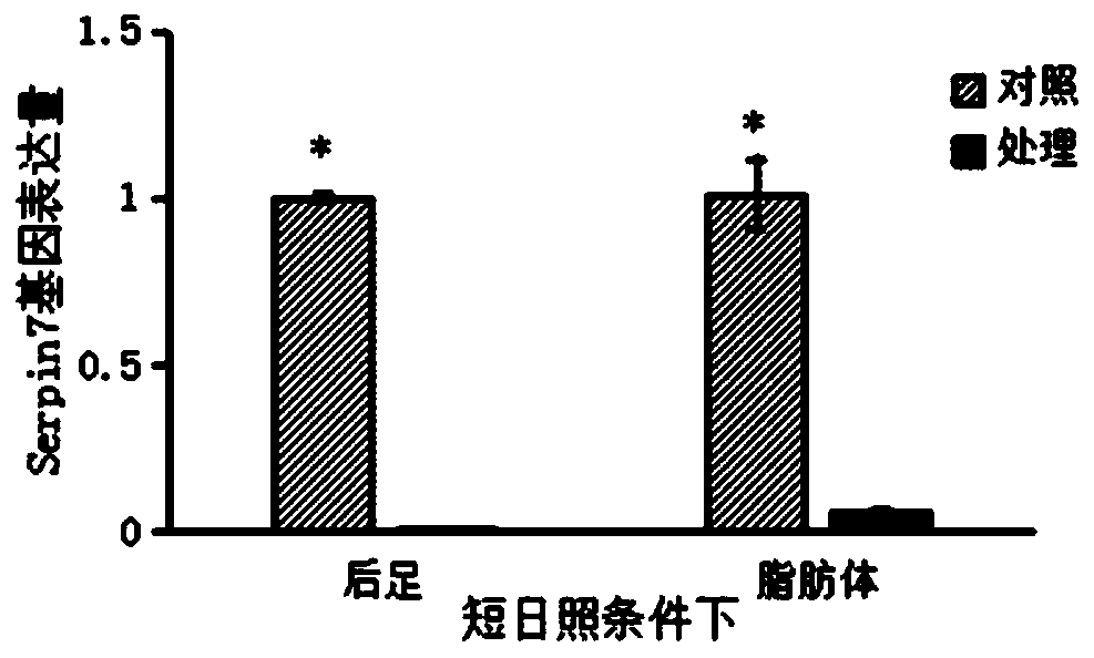 Migratory locust serine protease inhibitor 7 and coding gene and application thereof