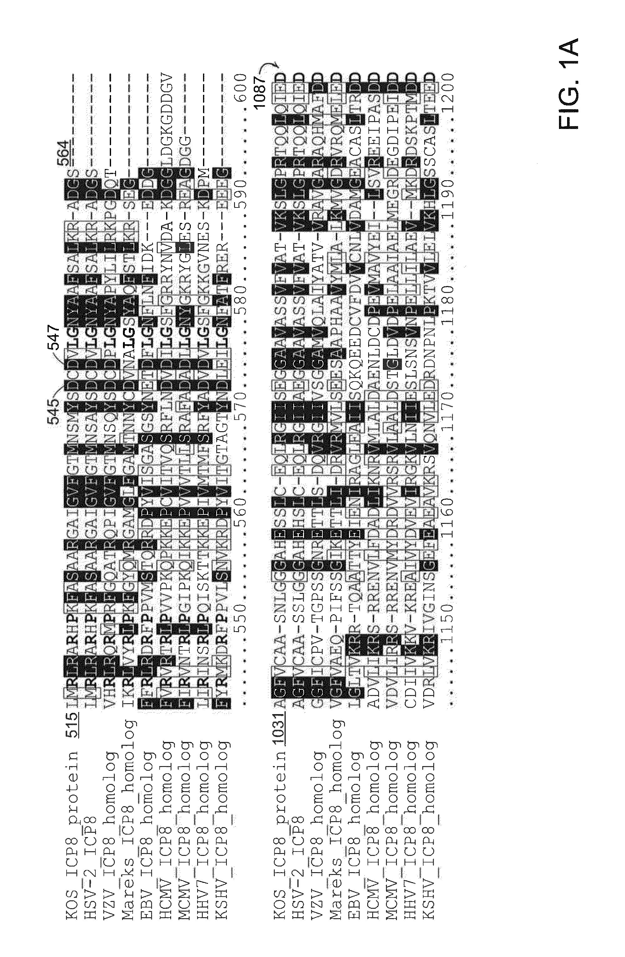 Compositions and methods for treating herpes viruses