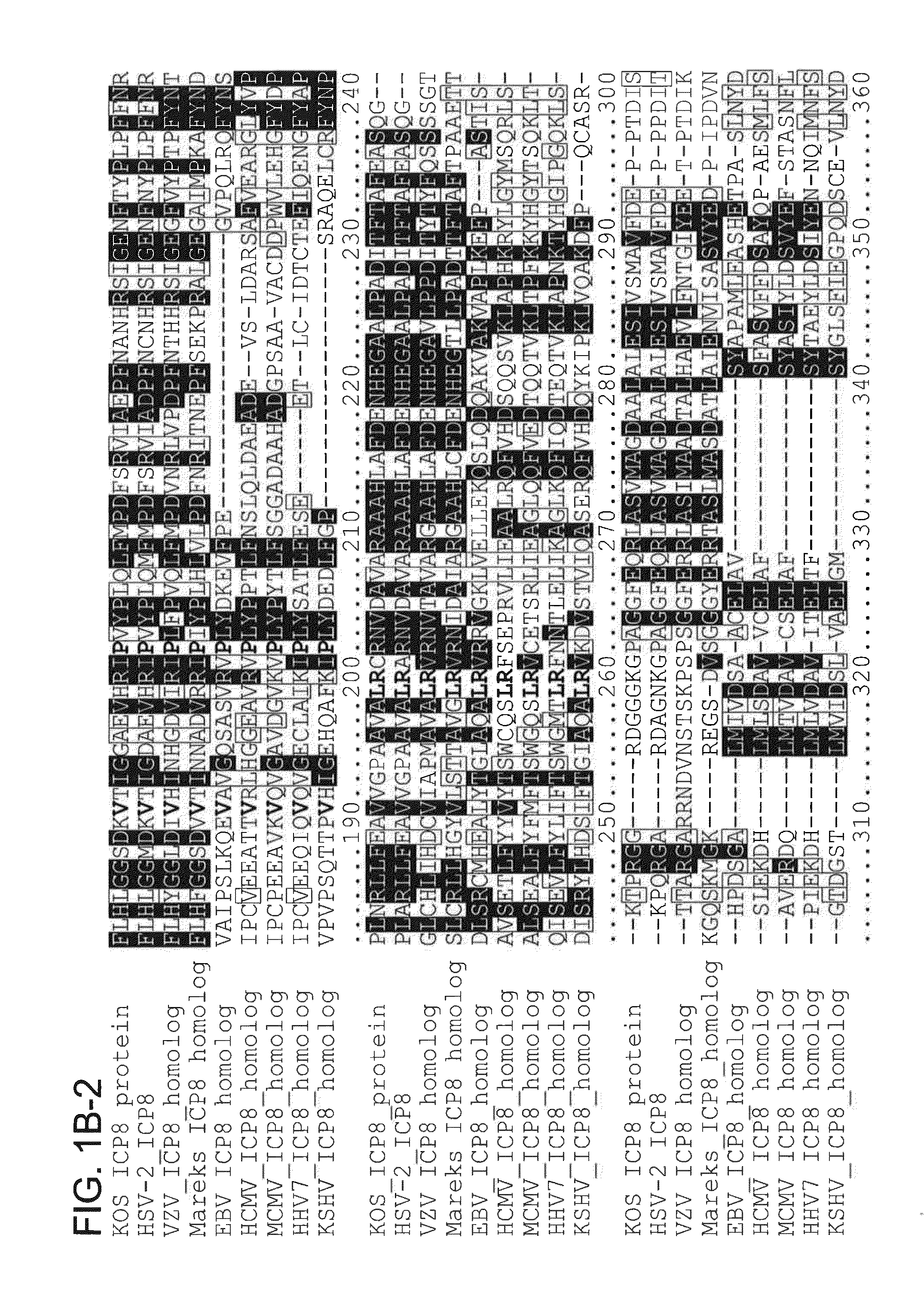 Compositions and methods for treating herpes viruses