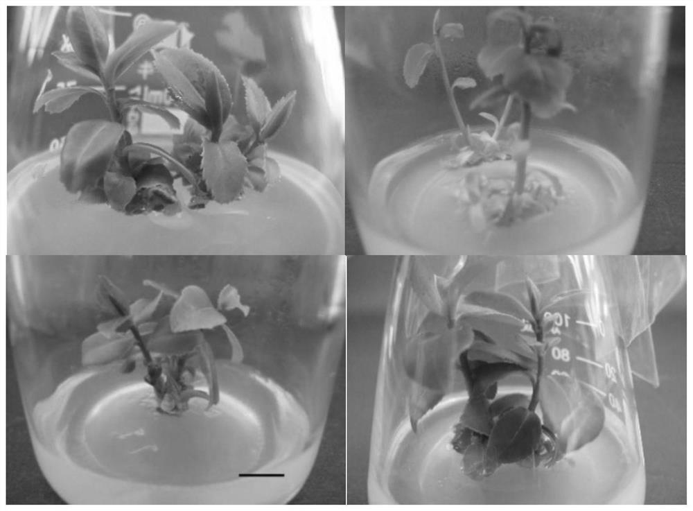 Method for promoting regeneration of camellia oleifera plants with buds and stems through light regulation and control