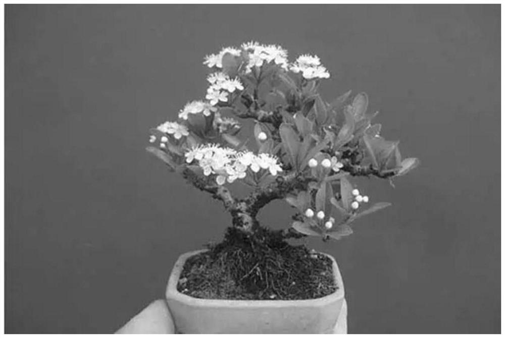 Sectional ladder type cultivation method for inclined trunk type miniature bonsai of pyracantha plant