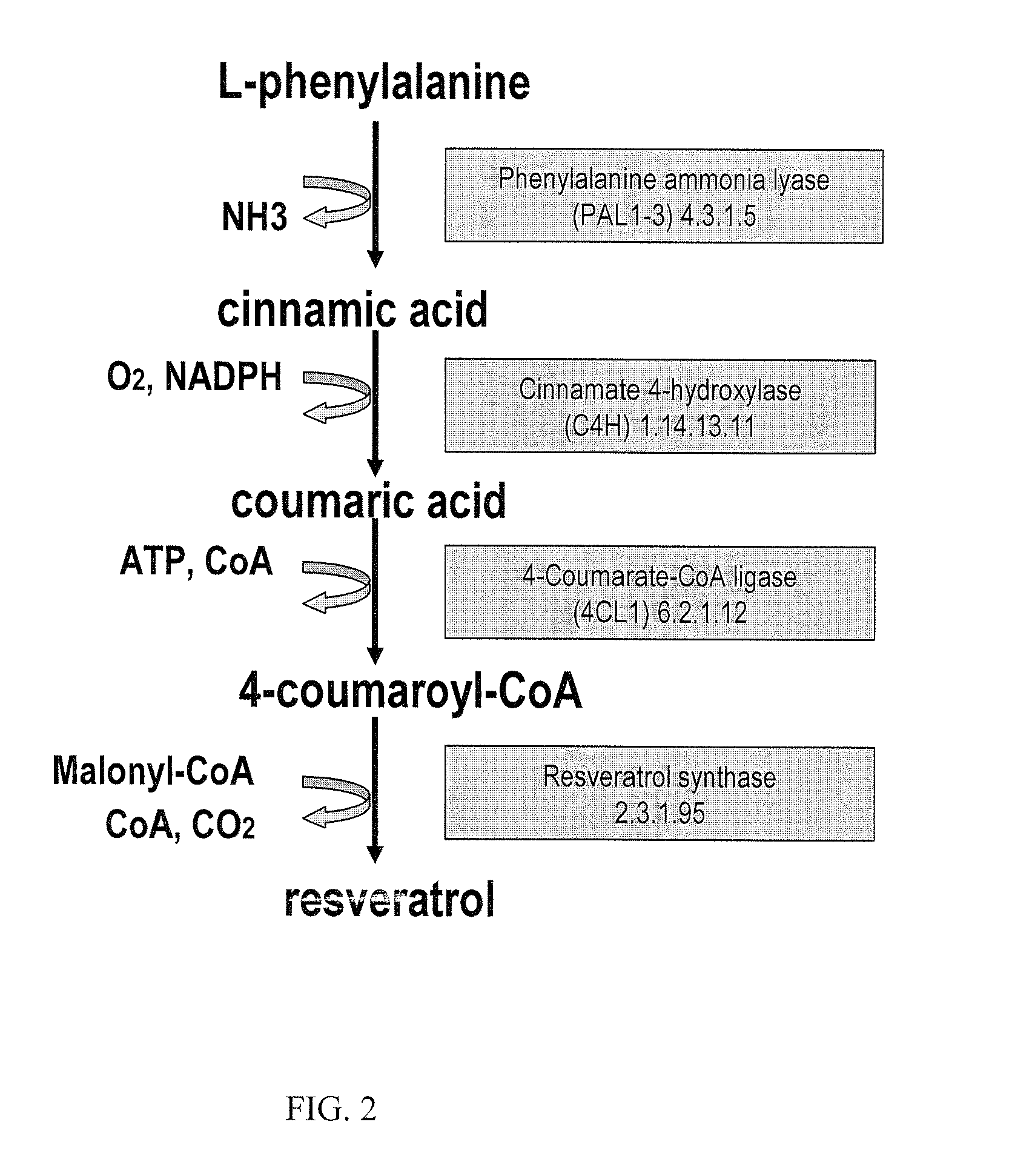 Metabolically engineered cells for the production of pinosylvin