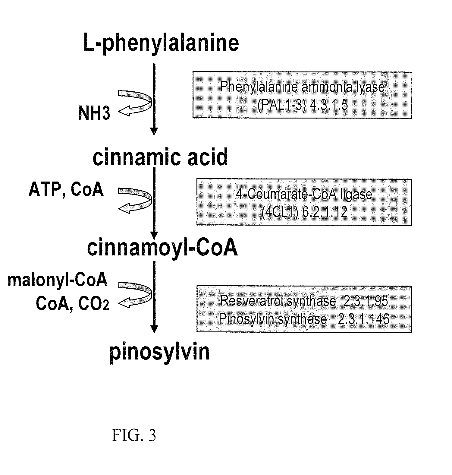 Metabolically engineered cells for the production of pinosylvin