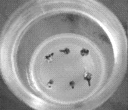 Rapid propagation method for Photinia fraseri tissue culture