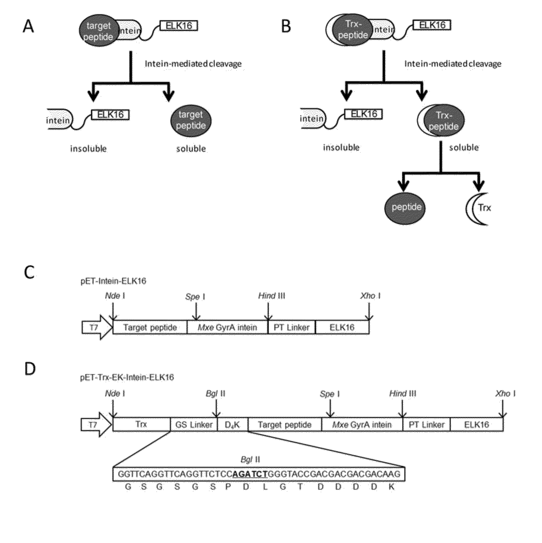 Methods for production and purification of polypeptides