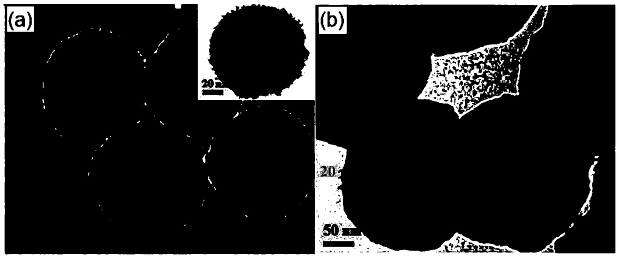 A magnetic biomimetic adsorbent and its application in the treatment of acidic uranium-containing wastewater