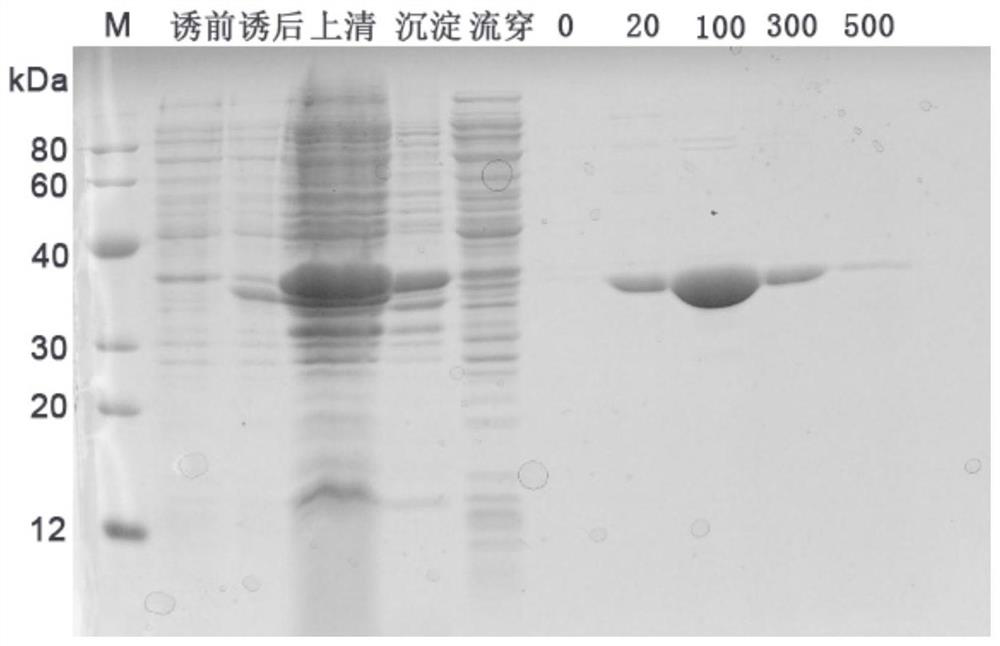 A modified Ekkermansia amuc_1100 protein and its preparation method and application
