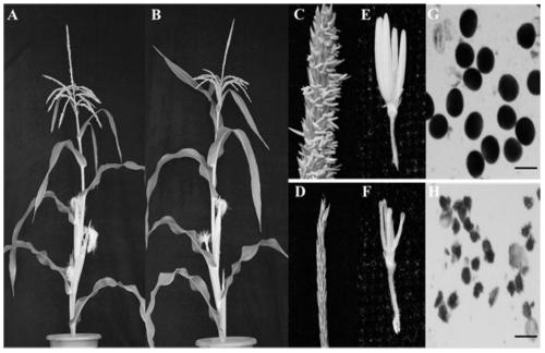 A method for identifying the function of maize male fertility gene