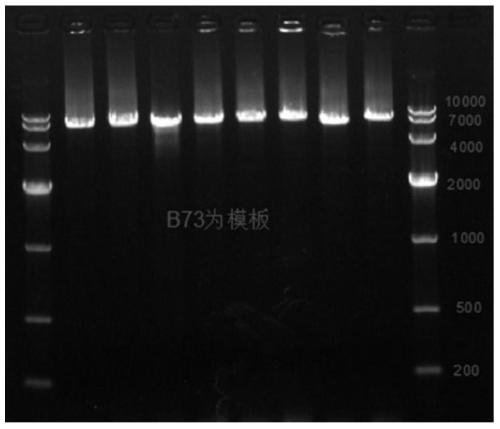 A method for identifying the function of maize male fertility gene