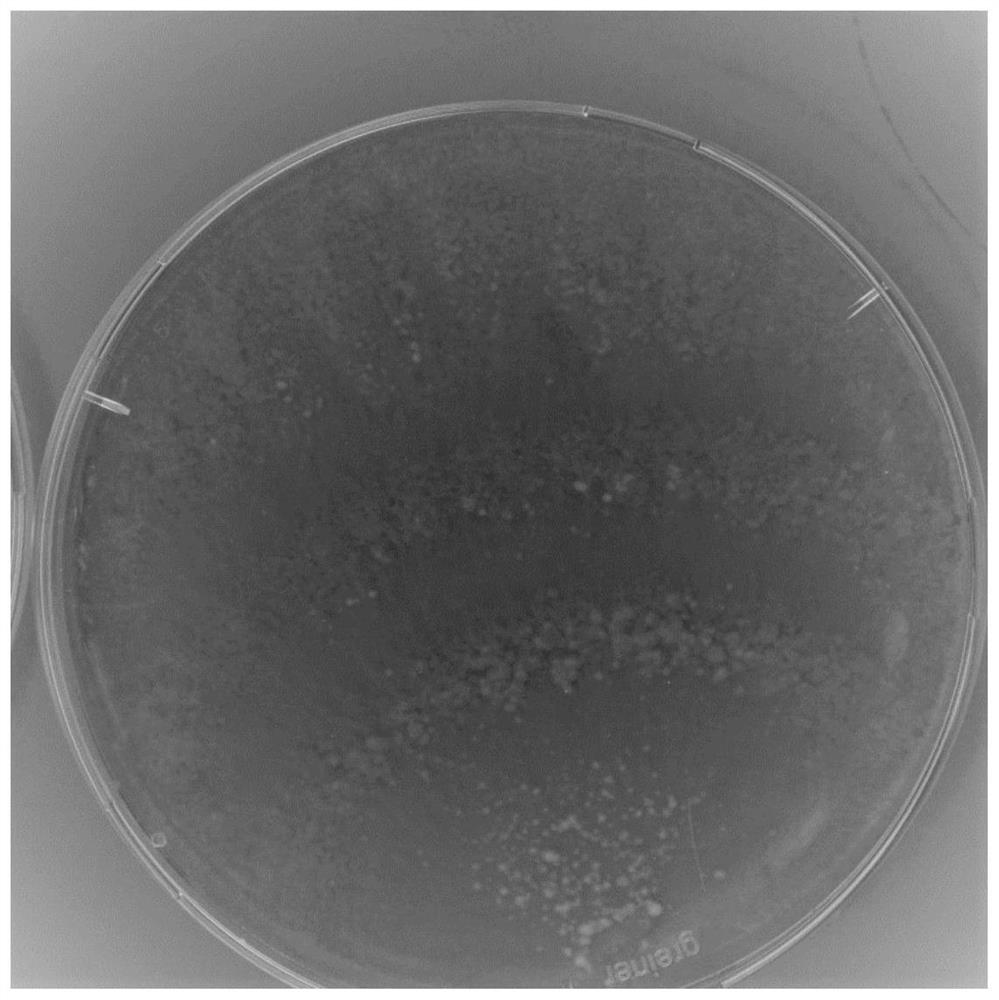 Trichoderma harzianum tw21990 for controlling gray mold of leek and its application