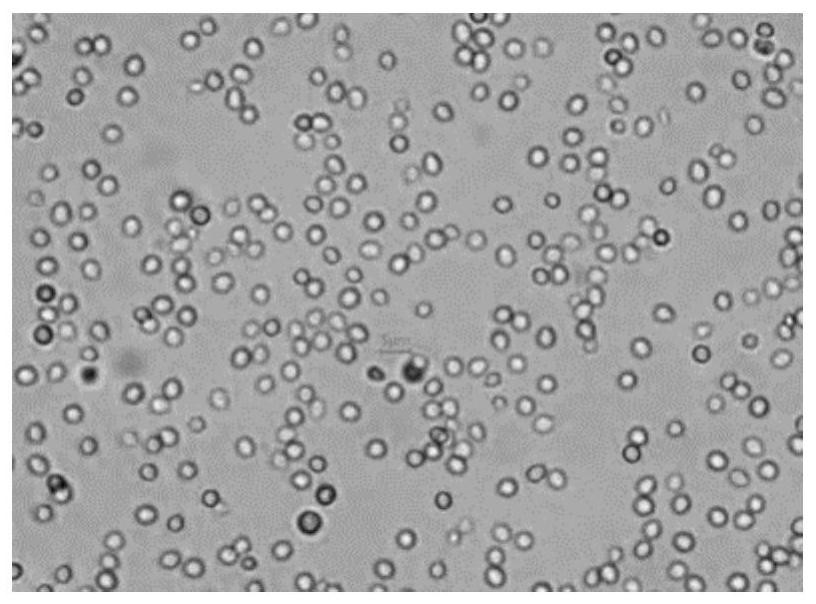 Trichoderma harzianum tw21990 for controlling gray mold of leek and its application