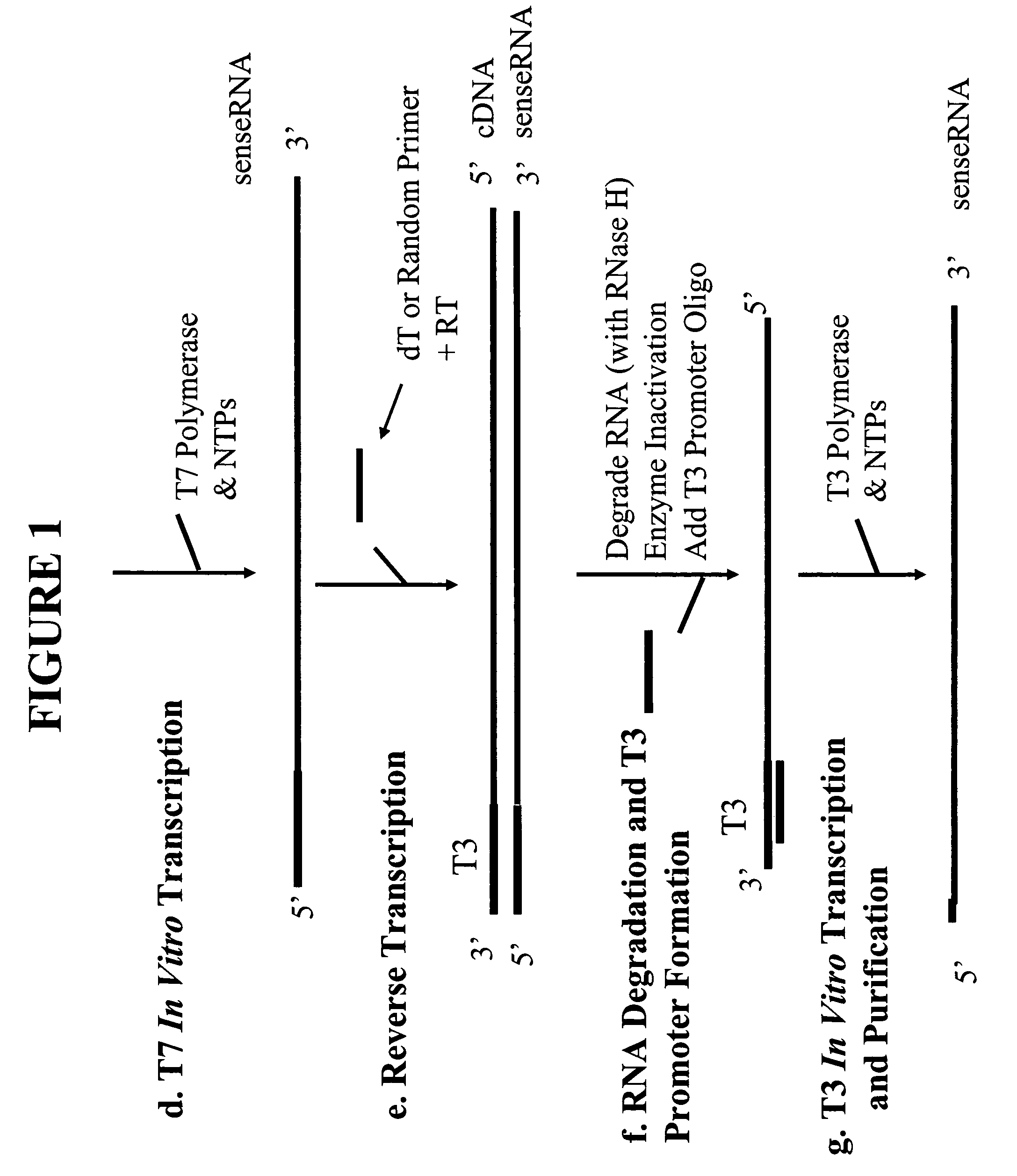 Methods and kits for sense RNA synthesis