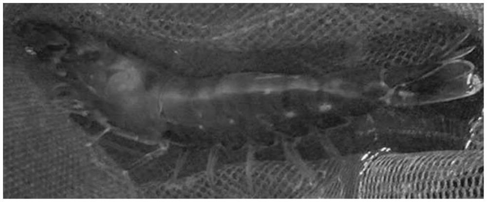 A method for ecologically cultivating broodstock of Penaeus vannamei