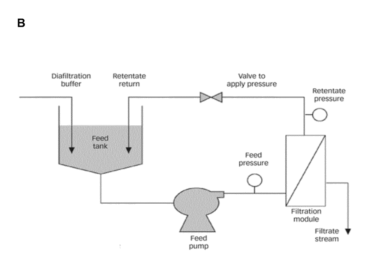 A method for producing and purifying rna, comprising at least one step of tangential flow filtration