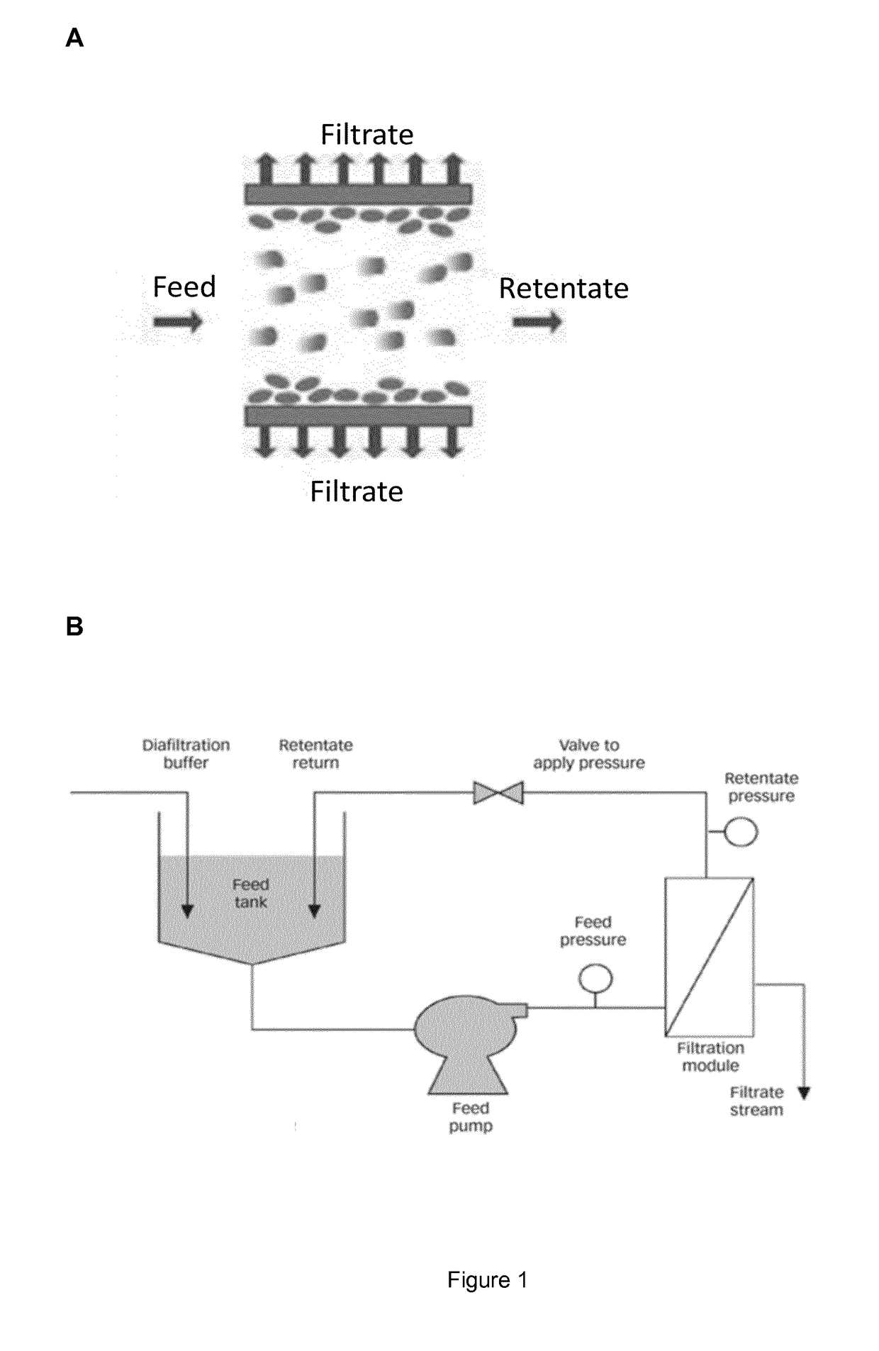 A method for producing and purifying rna, comprising at least one step of tangential flow filtration