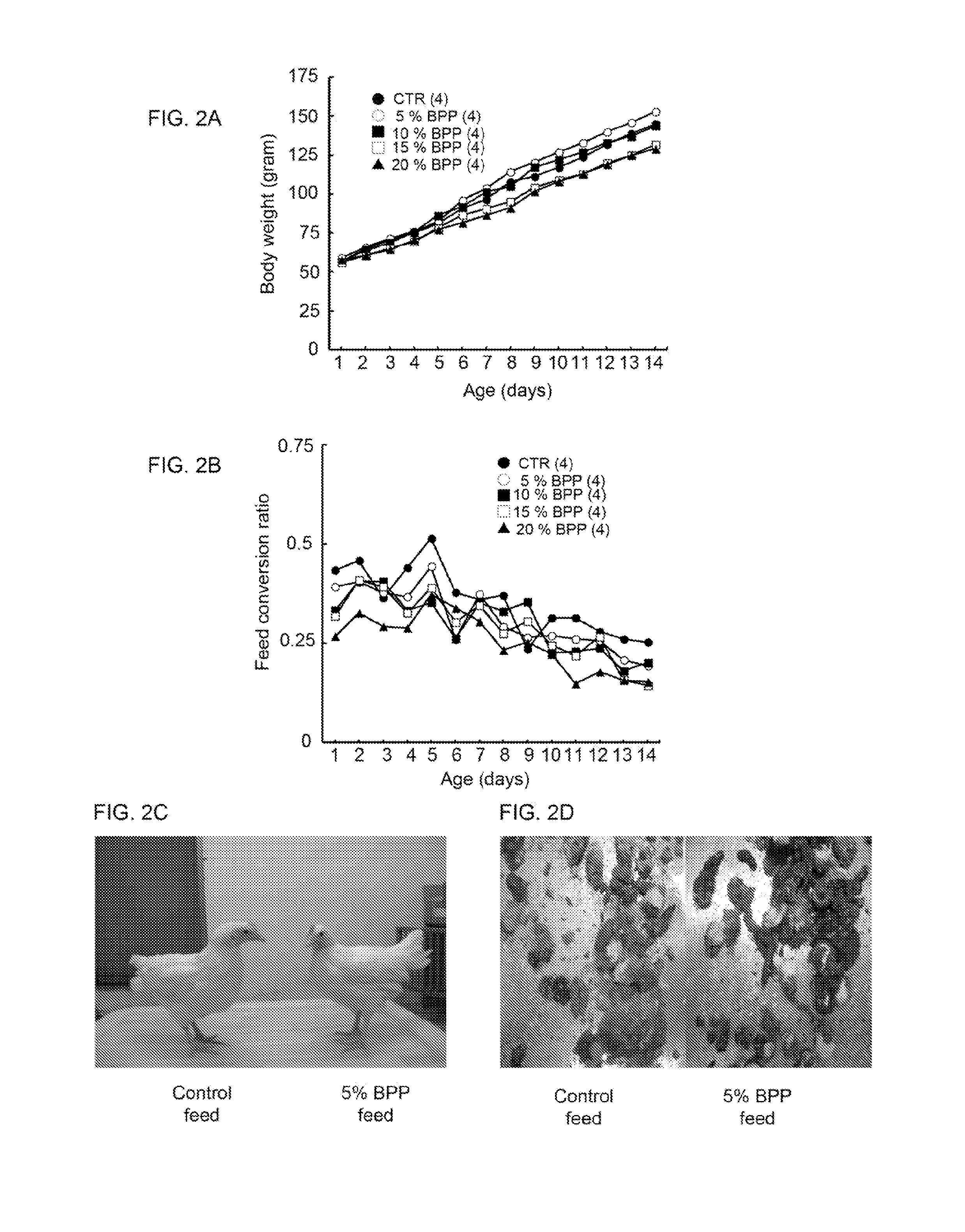 Bidens pilosa  and polyacetylenic compounds for prevention and treatment of coccidiosis