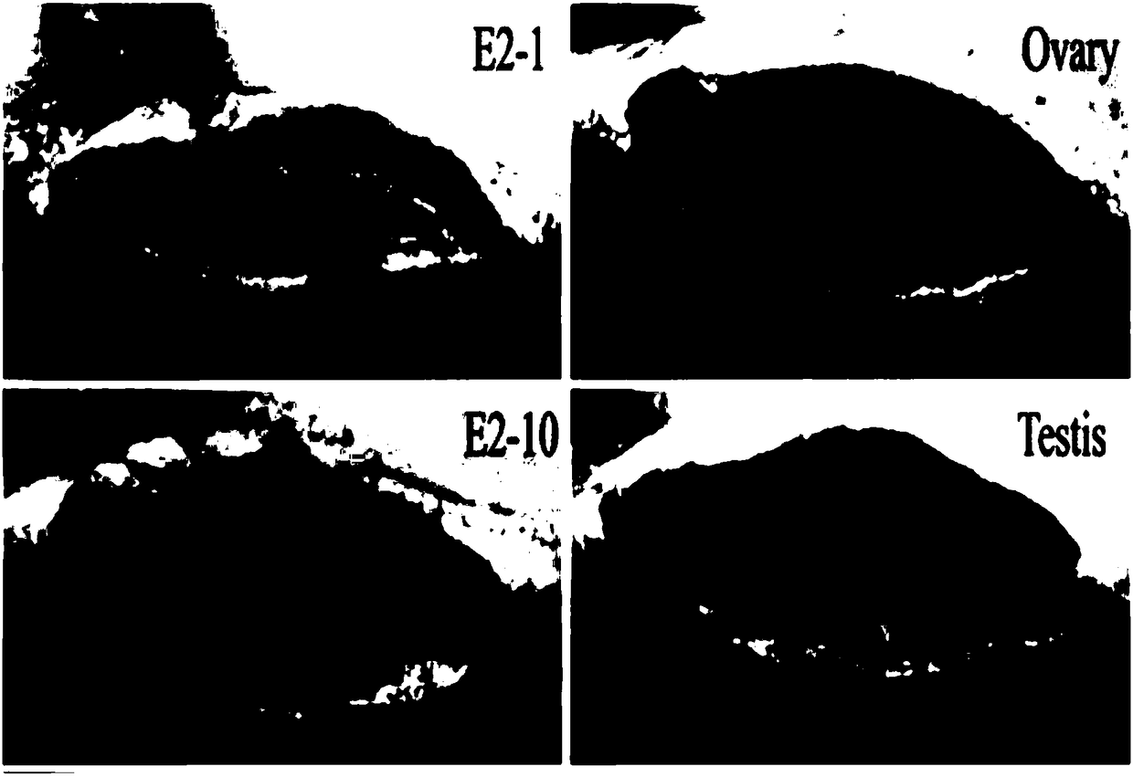 Feminization inducing method for small yellow croakers with undifferentiated sex glands