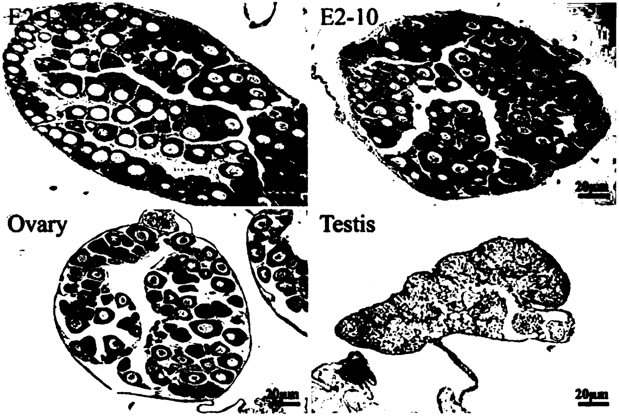 Feminization inducing method for small yellow croakers with undifferentiated sex glands