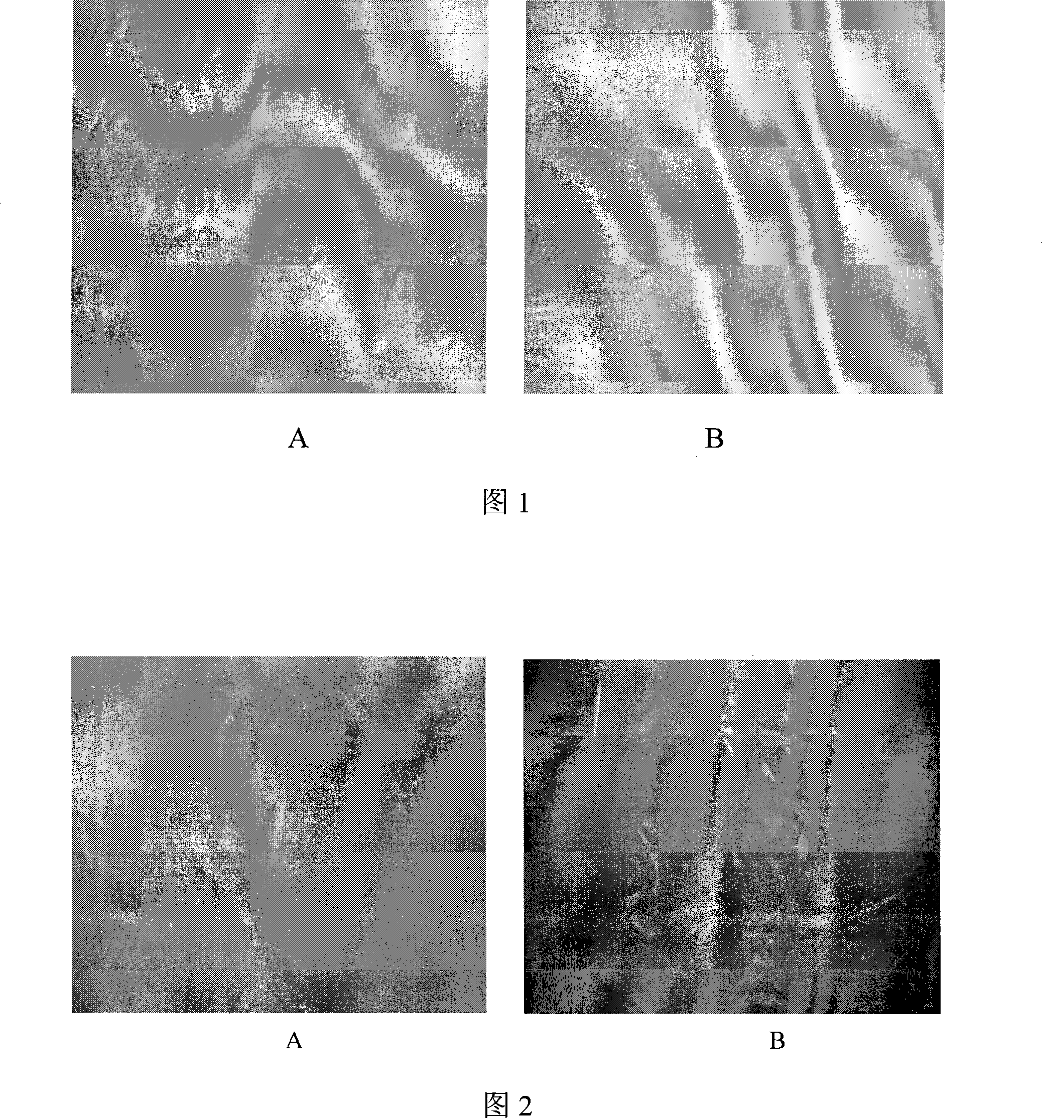 Method for obtaining inner ear hair cell precursor induced by bone marrow mesenchymal stem cells