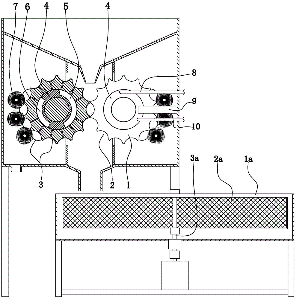 Malaysian squid processing apparatus