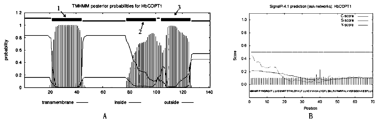 Hevea Copper Ion Transporter and Its Encoding Gene