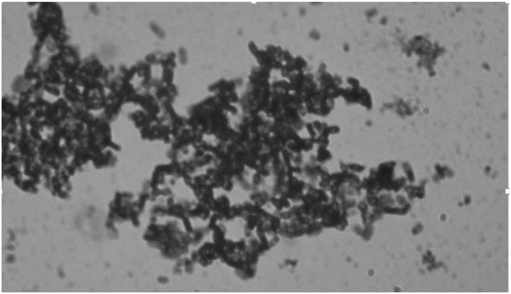 Bacillus subtilis and application of bacillus subtilis in degrading organophosphorus pesticide