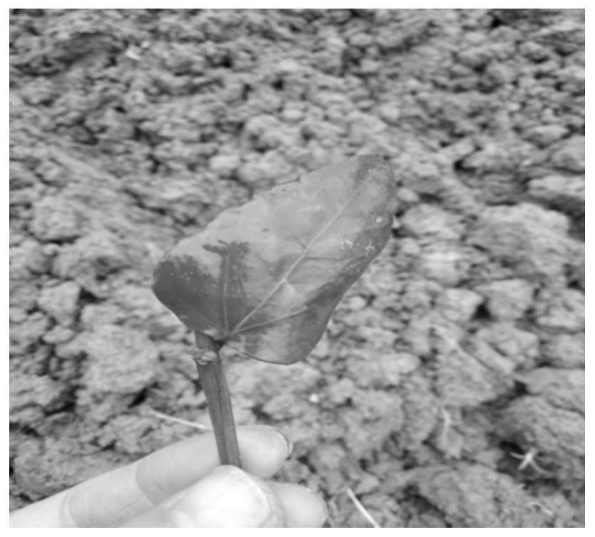 Cutting Propagation and Field Return of the Endangered Medicinal Plant Scutellaria baicalensis