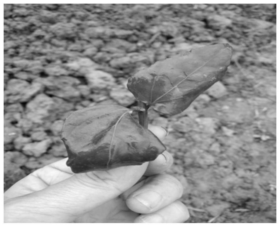 Cutting Propagation and Field Return of the Endangered Medicinal Plant Scutellaria baicalensis