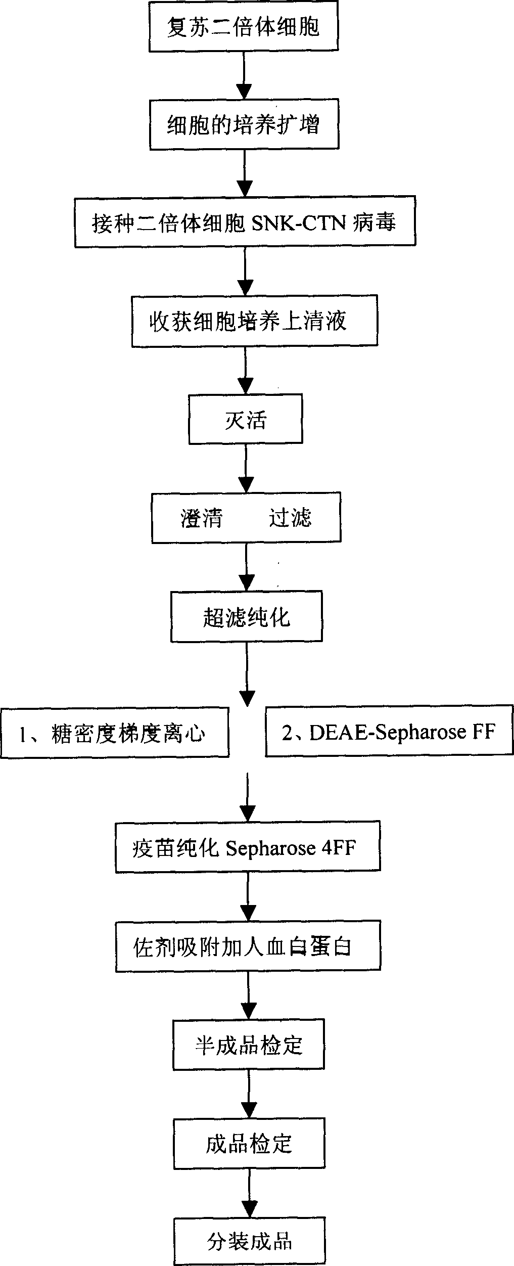 Diploid-cell rabies vaccine and purified rabies vaccine, freeze-drying preparation and water injection thereof