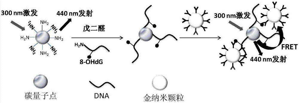 Method for detecting oxidative damage DNA based on fluorescence resonance energy transfer of carbon quantum dot and gold nanoparticle