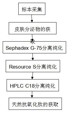 Natural antioxidant peptide Tiannanin-beta1 and preparation method and application thereof