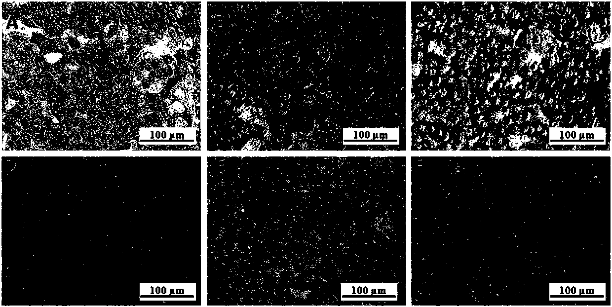 Application of polysaccharide of flowers of Apios americana Medikus to reduction of lipidosis in hepatocytes