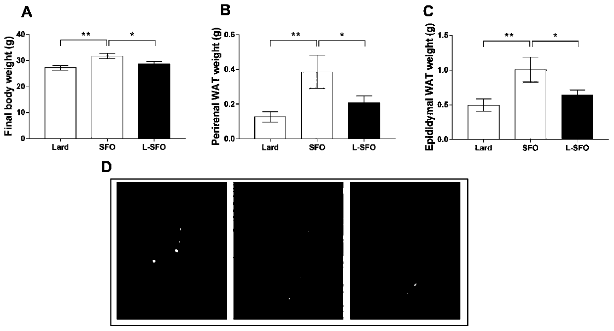 Application of blended edible oil compounded of sunflower seed oil and lard in aspect of obesity resistance