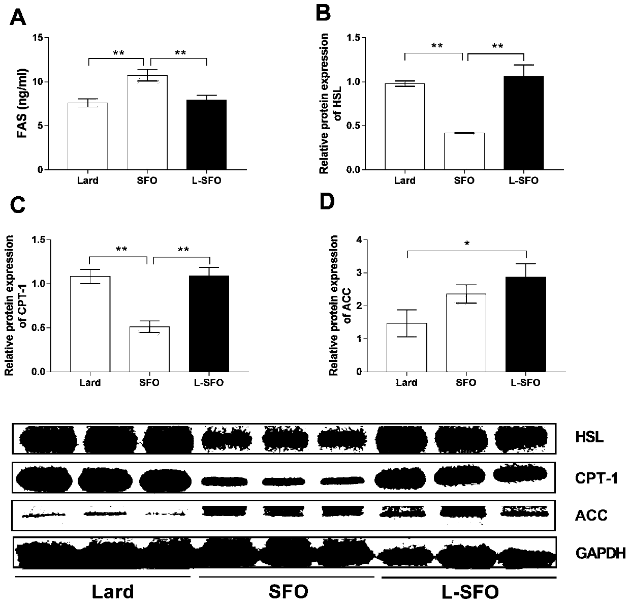 Application of blended edible oil compounded of sunflower seed oil and lard in aspect of obesity resistance