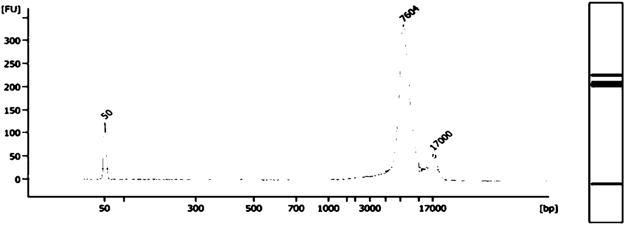 Fetus spinal muscular atrophy gene haplotype determining method and system