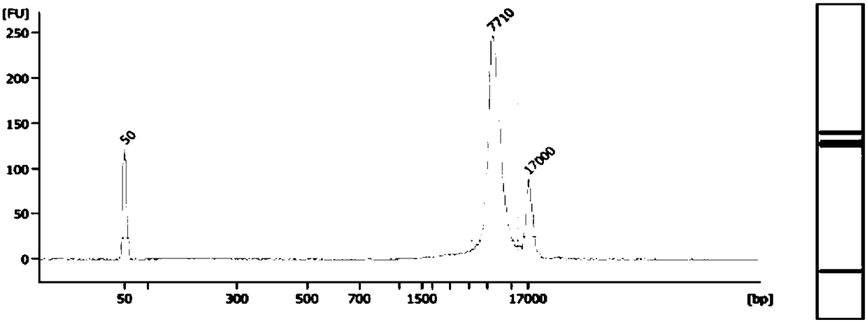 Fetus spinal muscular atrophy gene haplotype determining method and system