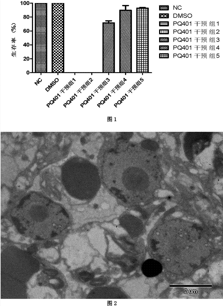 Application of insulin growth factor acceptor inhibitor PQ401 in as medicine for treating echinococcosis granulosa