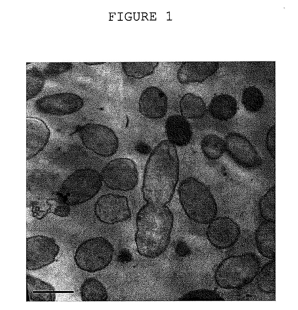 S-triazine-herbicide-degrading bacteria, product for the bioremediation and method of bioremediation