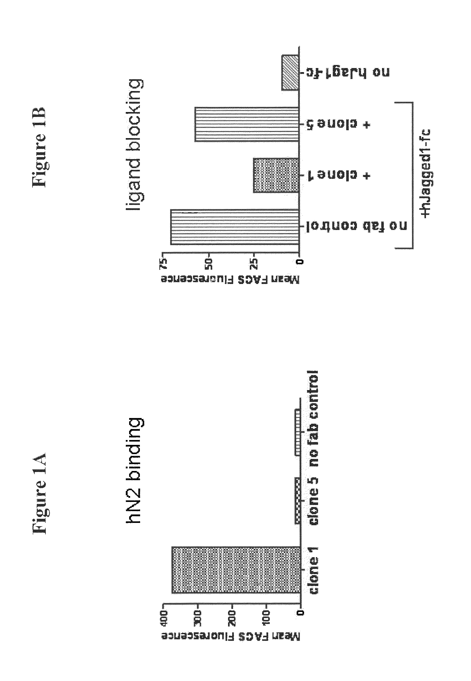 Monoclonal antibody that binds human notch2 and notch3