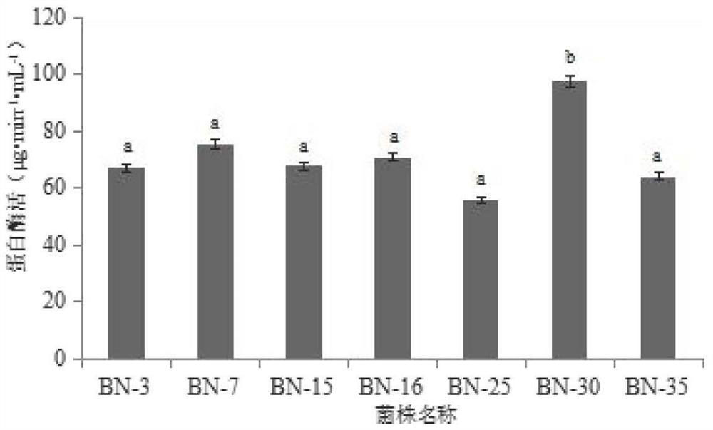 Bacillus natto and its application in the preparation of ace-inhibiting peptides from fermented scallop skirts