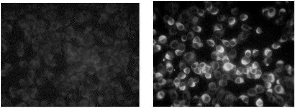 Monoclonal antibody and kit for detecting tick-borne encephalitis virus