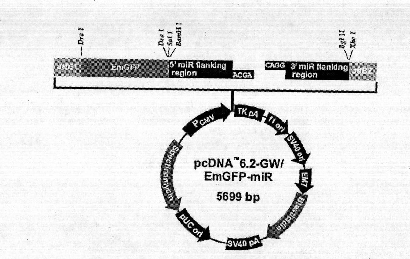 Gene expression down-regulated vector of cell specificity ndrg2