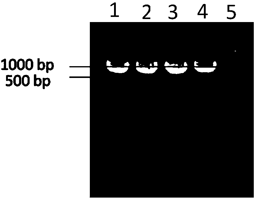 Ammopiptanthus mongolicus guard cell specific expression promoter and application thereof